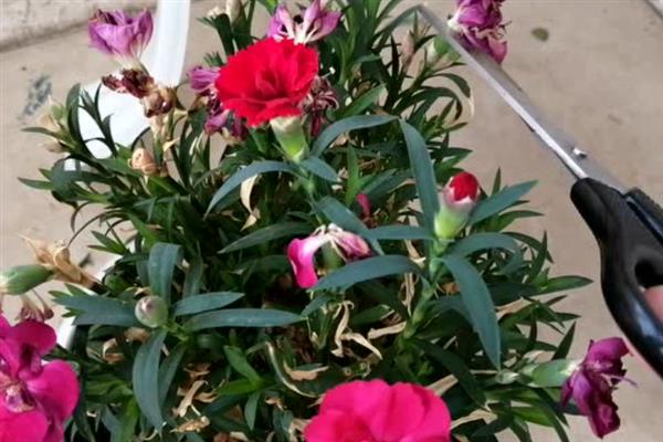 盆栽石竹的养殖要点,生长期间每隔14天追施一次肥液