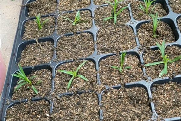 盆栽石竹的养殖要点,生长期间每隔14天追施一次肥液