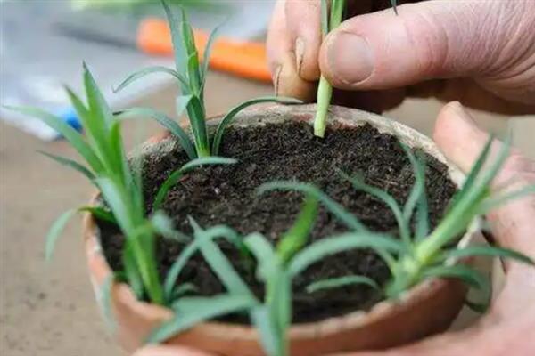 盆栽石竹的养殖要点,生长期间每隔14天追施一次肥液