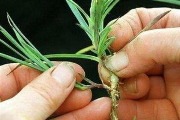 盆栽石竹的养殖要点,生长期间每隔14天追施一次肥液