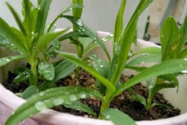 盆栽石竹的养殖要点,生长期间每隔14天追施一次肥液