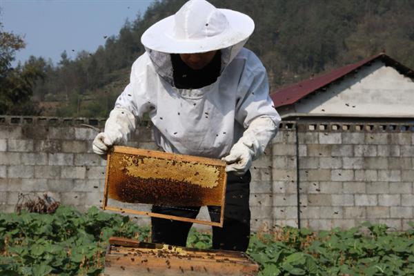 初学者养蜂方法，首先要了解蜜蜂的习性