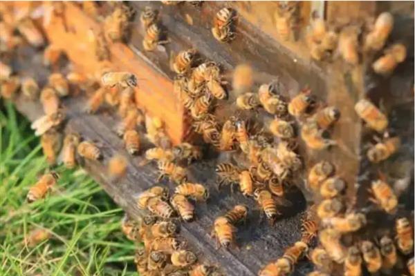 初学者养蜂方法，首先要了解蜜蜂的习性