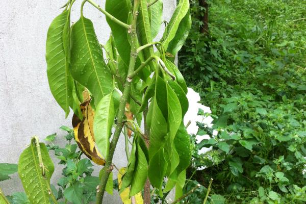 白兰花叶子有黑斑的原因，可能是得了黄化病、炭疽病等