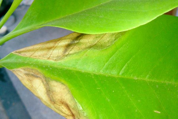 白兰花叶子有黑斑的原因，可能是得了黄化病、炭疽病等
