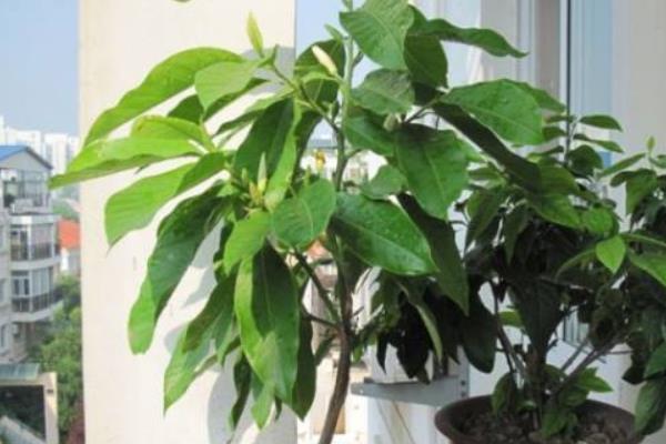 白兰花叶子有黑斑的原因，可能是得了黄化病、炭疽病等