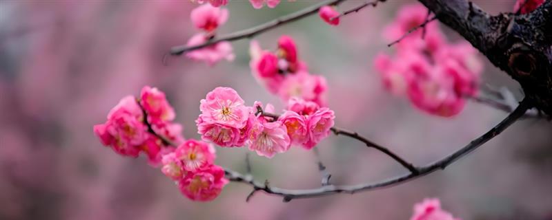 家里能不能放梅花，养在室内可以装饰环境