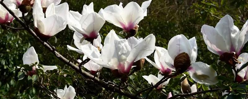 望春玉兰和玉兰有什么区别，花期、形态、叶片均不同