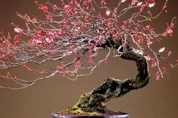 家里能不能放梅花，养在室内可以装饰环境