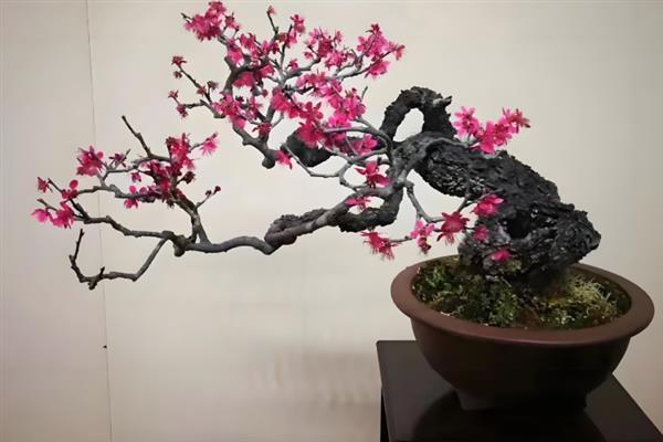 家里能不能放梅花，养在室内可以装饰环境