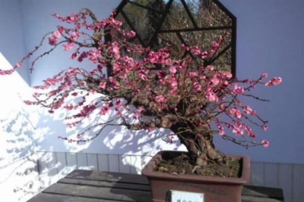 家里能不能放梅花，养在室内可以装饰环境