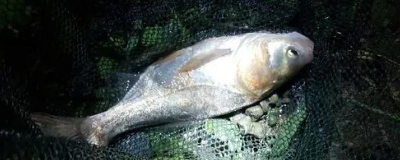 夜钓鲢鱼钓多深，在浅一些的位置垂钓会更合适