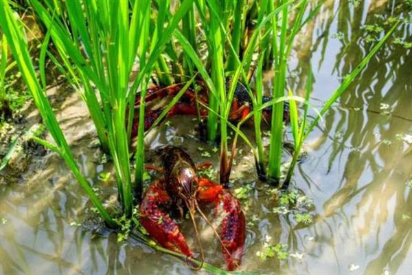 小龙虾的产地，江苏盱眙、湖北潜江的小龙虾比较出名