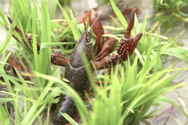 小龙虾的产地，江苏盱眙、湖北潜江的小龙虾比较出名