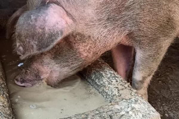 非洲猪瘟能治愈吗，目前没有十分有效的治疗措施
