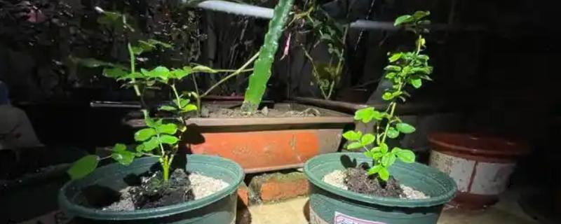 月季移盆叶子干枯如何补救，需及时补充水分和养分等
