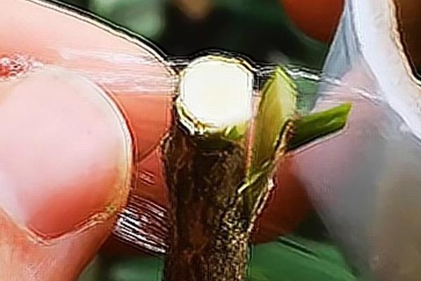 柿子树怎么嫁接，将接穗插入砧木中再包裹保鲜膜