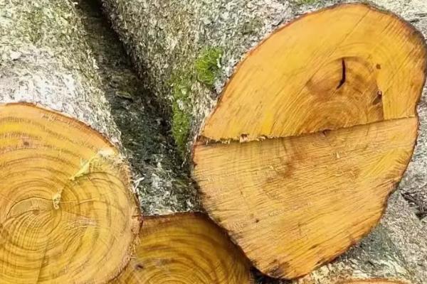 红木和金丝楠木哪个贵，金丝楠木要比红木贵一些