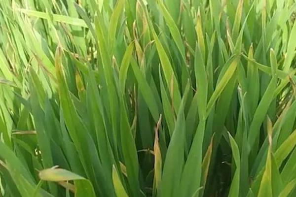 小麦有哪些细菌病害，常见的有细菌性条斑病、细菌性叶枯病等