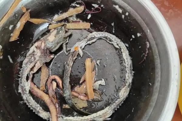 大棚黄鳝的养殖技术，放养前三天可以让它自由觅食