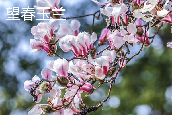 望春玉兰和玉兰有什么区别，花期、形态、叶片均不同