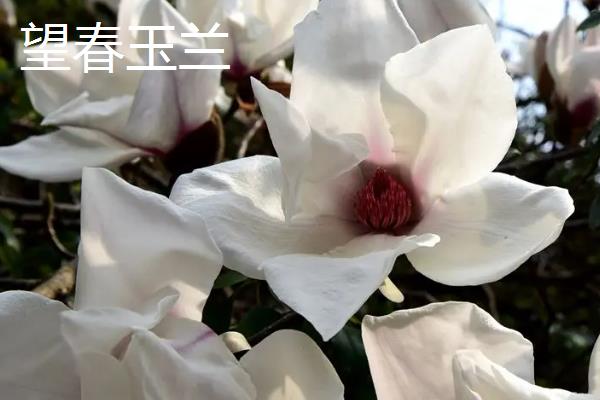 望春玉兰和玉兰有什么区别，花期、形态、叶片均不同