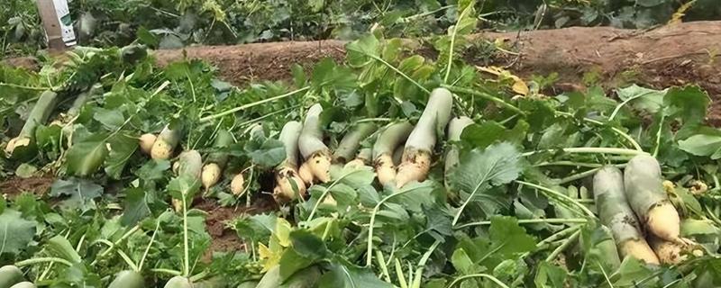 6月中旬适合种什么蔬菜，可以种夏萝卜、黄瓜等
