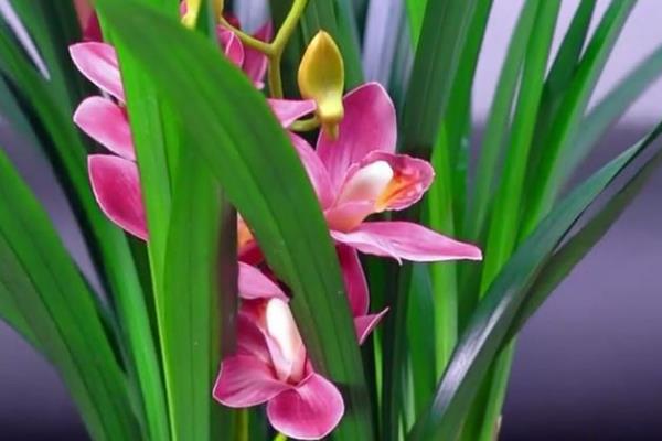墨兰的花语，寓意娴静、青春永驻等