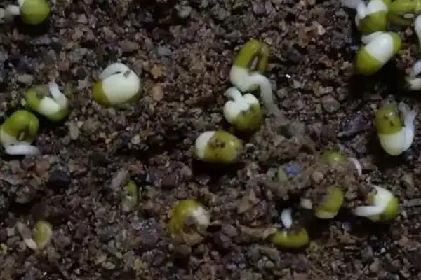 绿豆的生长过程，种子先发芽出苗再开花结果