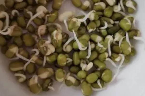 绿豆的生长过程，种子先发芽出苗再开花结果
