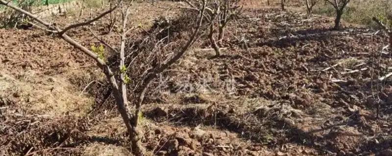 李子树干枯死亡的原因，可能是缺少光照所致