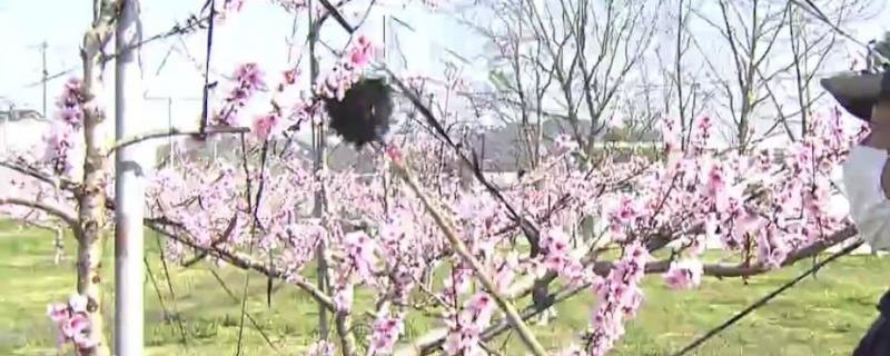 桃树如何人工授粉，蘸取花粉涂抹至花朵的柱头上