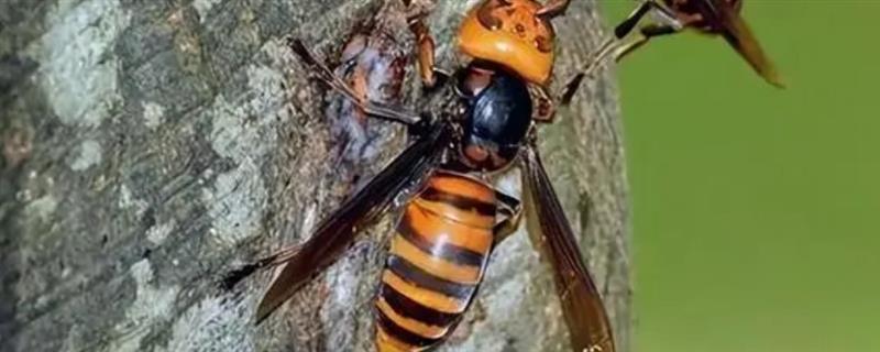 被虎头蜂蛰了会不会死亡，情况严重时可能会致死