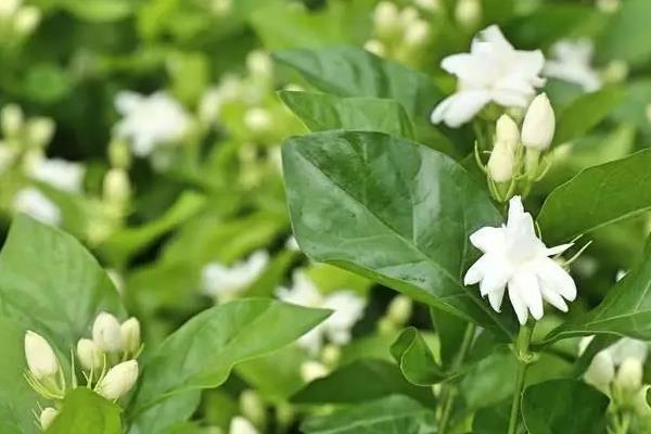 茉莉花的原产地，原产印度