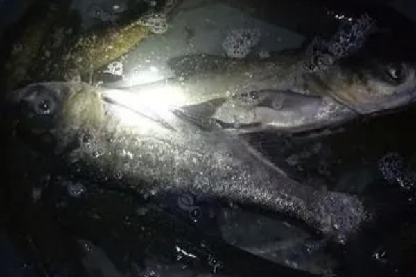 夜钓鲢鱼钓多深，在浅一些的位置垂钓会更合适