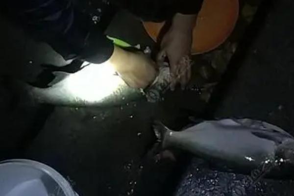 夜钓鲢鱼钓多深，在浅一些的位置垂钓会更合适