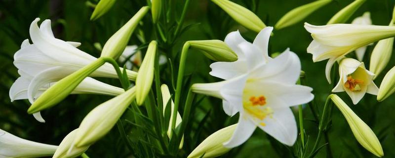 百合花的花语，一般寓意纯洁、高贵、典雅等