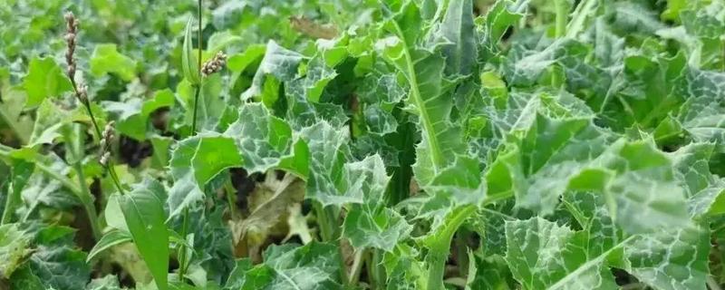 蓟类植物的特点，它们的叶片边缘通常不光滑