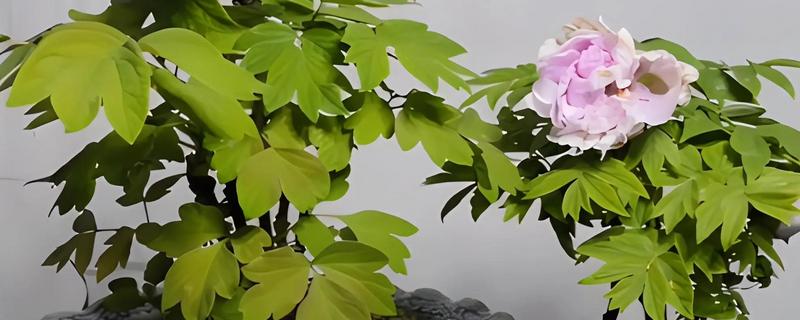 牡丹的叶片形状，顶生小叶呈宽卵形、侧生小叶呈长圆状卵形或狭卵形