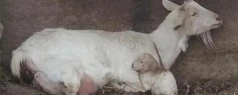 母羊临产不破羊水怎么办，可以先观察再人工助产