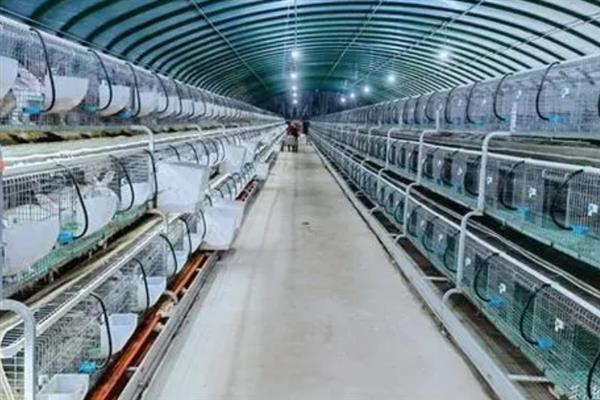 兔棚怎么搭建，要选择坚硬而且结实建筑材料