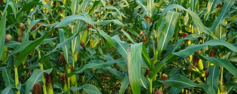 玉米喜欢哪些肥料,对氮肥的需求量较大