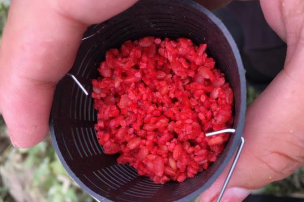 深秋钓鲫鱼用什么味型的饵料，可选择香腥型或腥香型饵料