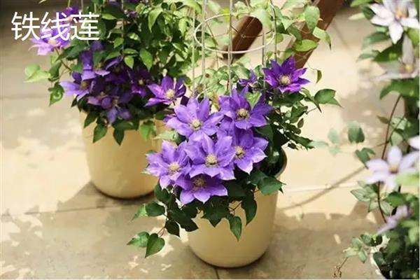 冬季适合在家养哪些花，风信子、蝴蝶兰等品种值得考虑