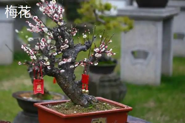 冬季适合在家养哪些花，风信子、蝴蝶兰等品种值得考虑