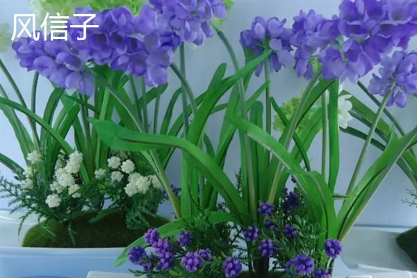 冬季适合在家养哪些花，风信子、蝴蝶兰等品种值得考虑