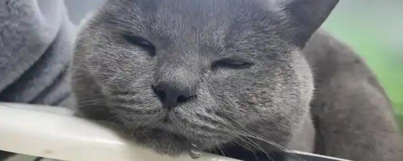 为什么猫咪会流口水，可能是感觉比较放松或口腔内有异物所致
