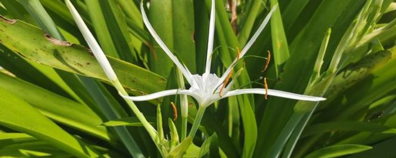 水鬼蕉有没有毒,水鬼蕉带有一定毒性