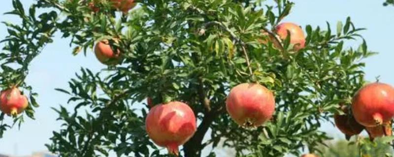 石榴树不开花不结果的原因，可能是养护环境的采光较差