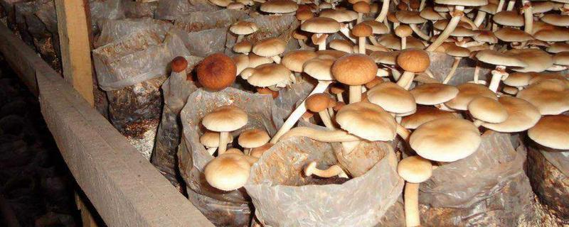 食用菌肥料的施用注意事项,肥液浓度要适当